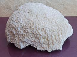 Wedding Decoration, White Coral Tree, White Coral, Coral ...