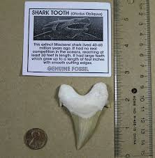 Otodus for sale | eBay