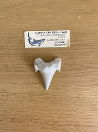 Anyone know what tooth this is? I got it in Spain. : r/sharkteeth
