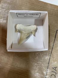 Help me identify the shark species this tooth belongs to please : r/sharks