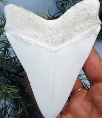 5 INCH LONG MEGALODON SHARK TOOTH REPLICA BIG FOSSIL GIANT SERRATED TEETH MEG | eBay