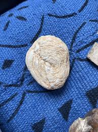 Hi! Is this a fossil? collected in south tunisian desert. : r/fossils