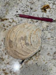 This was in my mother's mother-in-law's stuff : r/fossilid