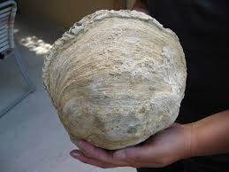 This Shell Was Really Big - Fossil ID - The Fossil Forum