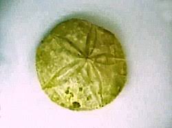 Clypeidae - Wikipedia