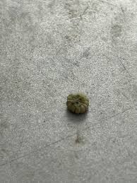 I was filling the hay container for my bunnies and I noticed part of the hay looks like this. I need to make sure if its safe for my bunnies to eat.