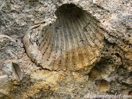 Photo and Crochet - Dwejra Lines - Shell in the wall