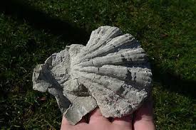 FOSSIL BIVALVE *** CHLAMYS from Retznei *** Muschel Pecten Sea Mollusc Gastropod | #487219773