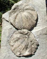 St. Louis Formation - Mississippian Fossils of Missouri