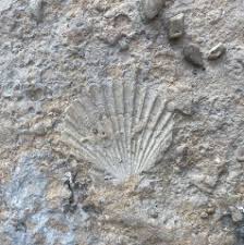 McClennan County, Texas - The Fossil Forum