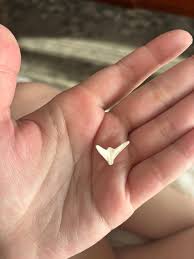 What is this object found on the beach that resembles a tooth or bone?