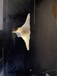 I found this bone in Croatia at the beach near Rabac. Does anyone can help identify it please? : r/whatisthisbone