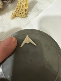 Anyone know what this is? It had 5 tentacles and was found when we were sifting the sand for shells.