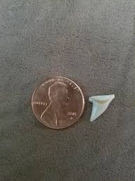 What creature is this tooth from - Fossil ID - The Fossil Forum