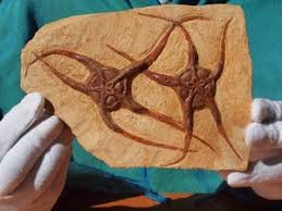 Starfish Fossil | eBay