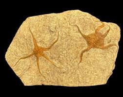 Rare Brittle Starfish Fossil on Matrix - 488 Million Years Old- Ordovician Era (ordovician, 488 - 433 Million Years) From Morocco - Etsy