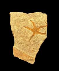 Ancient Starfish Fossil - Stunning Ophiura Sp. From Morocco (ordovician, 488 - 433 Million Years) - Etsy