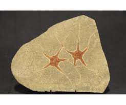 Sold at Auction: MOROCCAN JURASSIC STARFISH FOSSIL