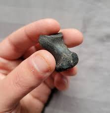 Very Rare Giant Bear Dog Paw Digit Bone Fossil Mammal From ...