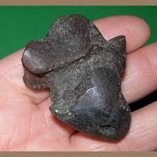 Capybara Astragalus Fossil - Fossils & Artifacts for Sale ...