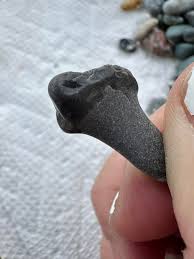 What is this tooth-like object found in Lake Erie?