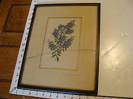FRAMED VINTAGE PRINT: HYDROLEA SPINOSA HAND COLORED S Holden del & Lith ca 1840s | eBay