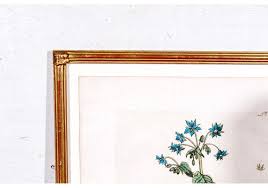 Pair Of Antique Hand Colored Botanical Prints For Sale at 1stDibs