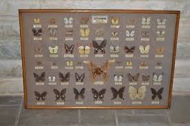 LARGE Antique Vintage Taiwan Framed Real Butterfly Art Collection - 50 Species | eBay