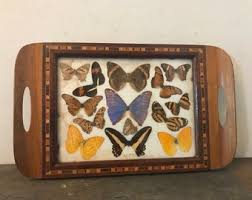 Antique Italian Inlaid Wood Tray Butterfly Specimen Moth Insect Curiosity Taxidermy - Etsy