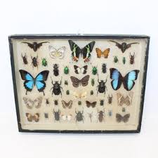 Vintage Large Entomology Insect Butterfly Taxidermy Display Case Beetle Specimen Collection - Etsy India