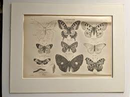 1898 Butterflies I Original Vintage Print - British Wildlife - Nature - Insects - Lepidopterist - Victorian Decor - Mounted and Matted - Etsy