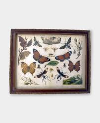 Vintage Wall Decoration Scientific Graphic Mushrooms Atlas