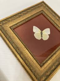 Real Framed Butterflies Taxidermy Speciman Gold Frame Lot of ...