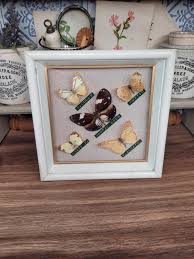 Framed Vintage Butterfly Specimens - Real Butterfly - Gift ...