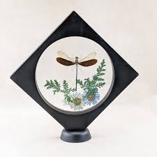 Metal wing Dragonfly Odonates display Blue green oddities Iridescent bugs gift | eBay