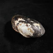 Fresh water Strophitus undulatus, USA, 72,5mm, F/F+, HARD TO ...