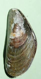 Mytella strigata - MYTILIDAE - Uruguay Sea Shell - 32mm F+/F ...