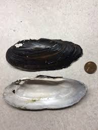 black sandshell (Freshwater Mussels of the Manitowish River ...