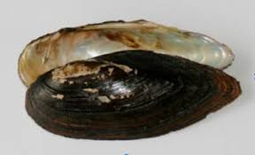 Events for October 2025 – Fairmount Water Works