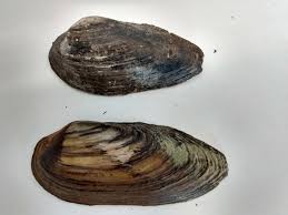 Global Change Biology on X: "Freshwater Mussel (Unio ...