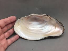 Natural Pearl Shell Tiny Specimen Blister/ Mabe Pearl ...