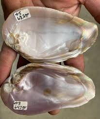 PINK Mother of Pearl Shells - 2 PCS (132.9 Grams) - Etsy