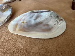 Mid 20th Century Bamboo Silver Clam Shell Mother of Pearl 7 ...