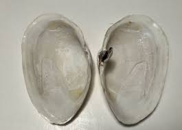 Mya arenaria. Softshell Clam. Rare bivalve. Collected in ...