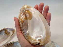 12 Mother of Pearl Seafood Shells From Japan, Unused. - Etsy