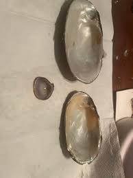 what to make with clam shells?