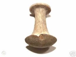 Fruit Pounder Truk Islands Micronesia | #21756547