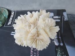 Real White Coral Decor, Coral With Crystal Base, Beautiful Natural Coral, Decorative Aquarium Coral, Natural Marine Coral, Home Decoration - Etsy Israel