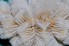 File:Anthozoa DT -ES UNIA- (11) (20694396225).jpg - Wikimedia Commons