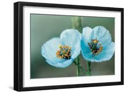Himalayan Blue Poppy (Meconopsis Aculeata)' Photographic ...